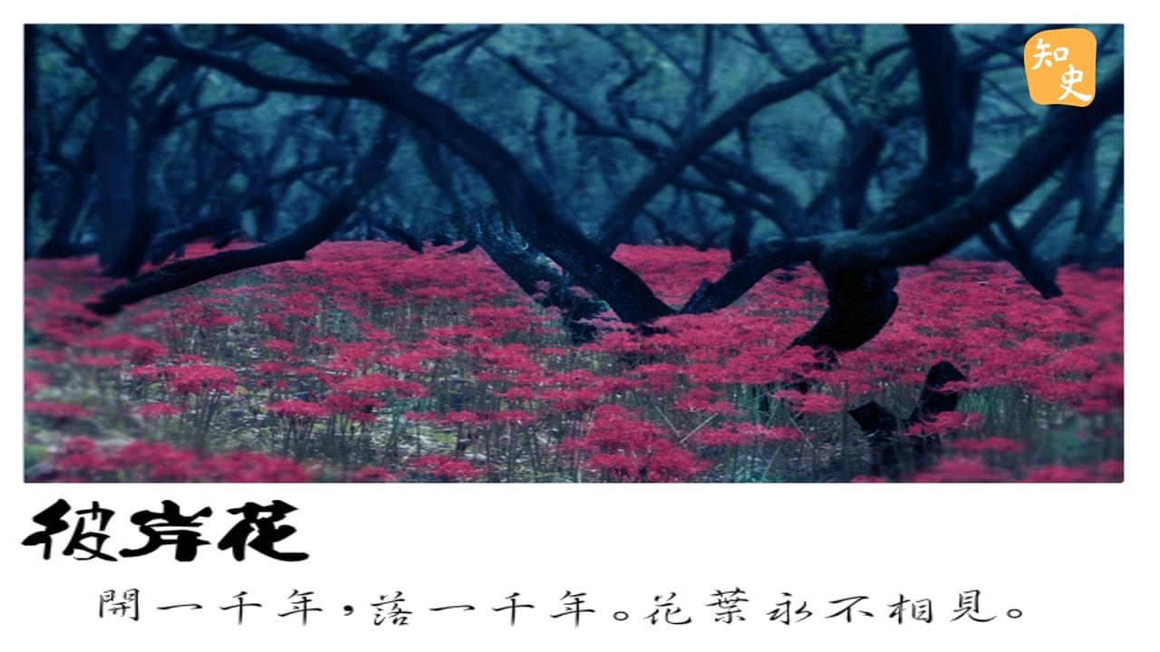 3.04 黃泉路與彼岸花 | 鬼魅傳說