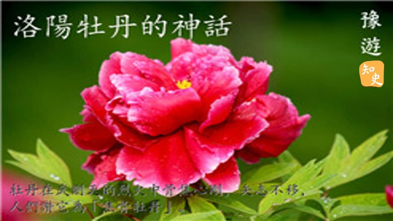 8.08 洛陽牡丹的神話｜豫遊中原