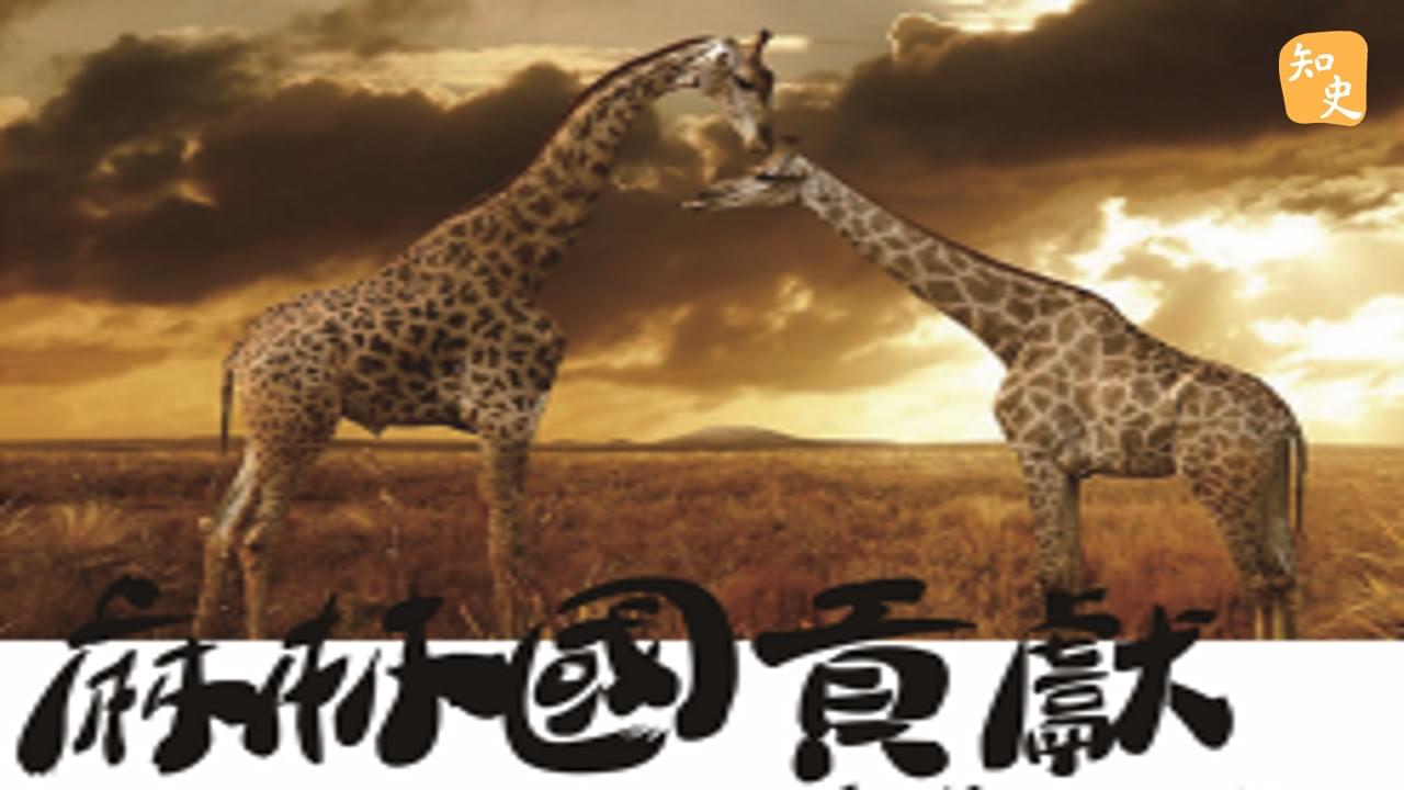 13.10 麻林國貢獻「麒麟」｜寶船揚帆