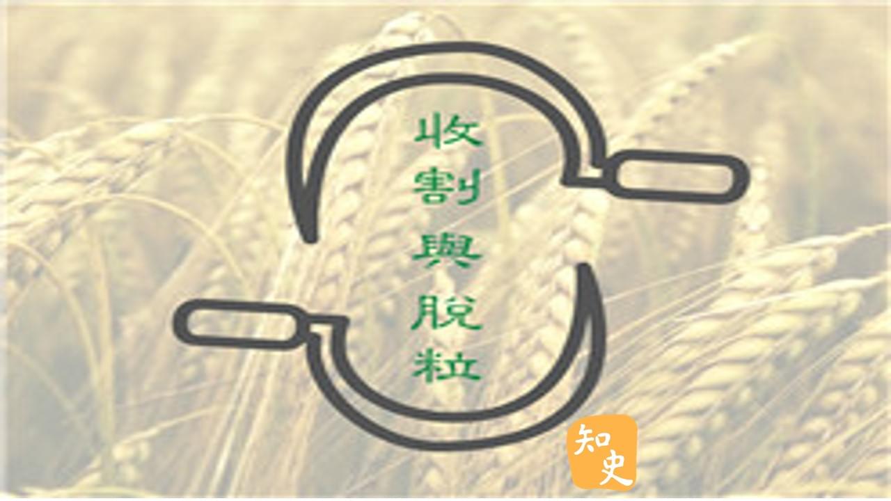 9.16 彎月收割、木杖脫粒｜五穀豐登