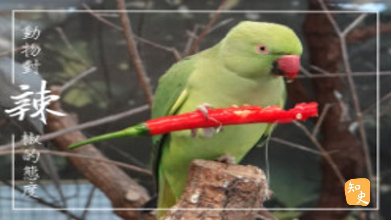 18.24 動物對辣椒的態度｜辣為何物