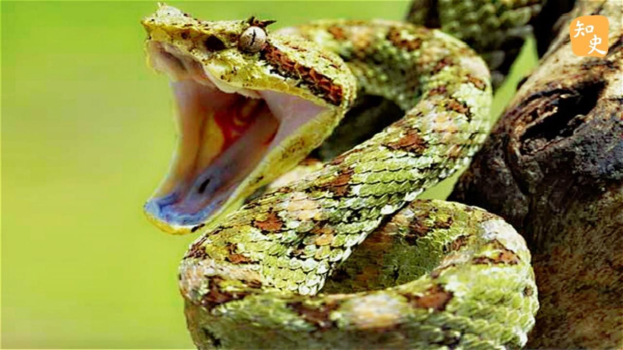 形容一個人壞事做盡叫「五毒俱全」，什麼是「五毒」？