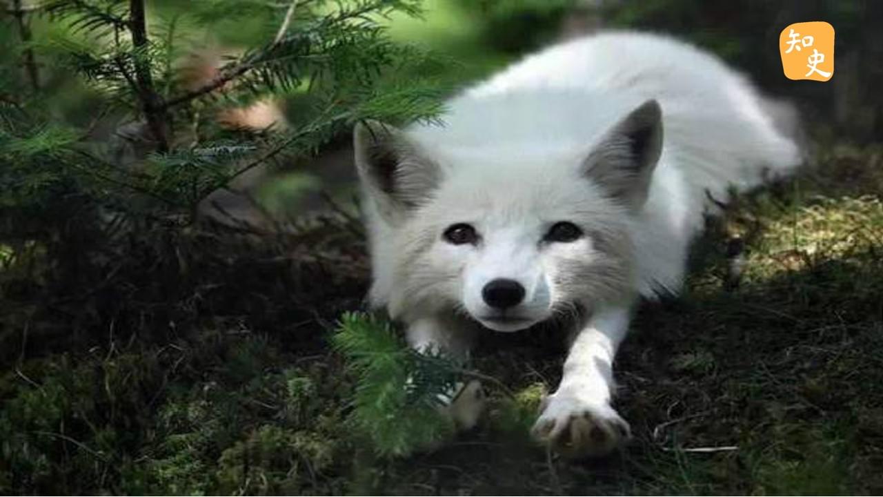 狐狸從什麼時候有「狐狸精」這個惡名的？