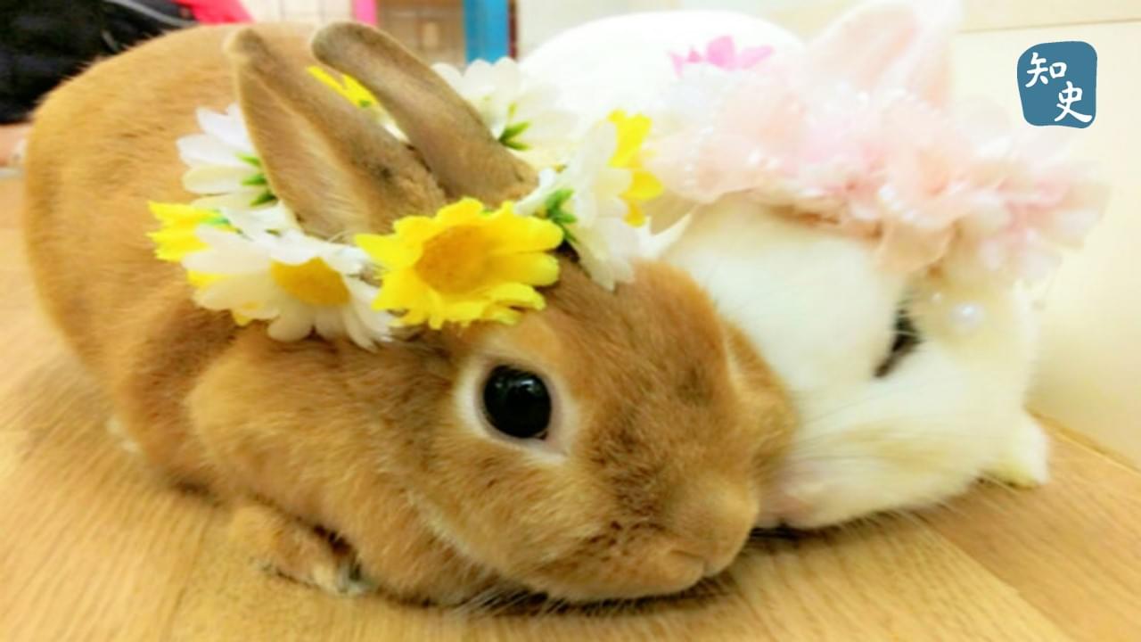 為甚麼我們說「兔子」、「獅子」，而不說「虎子」、「鼠子」？