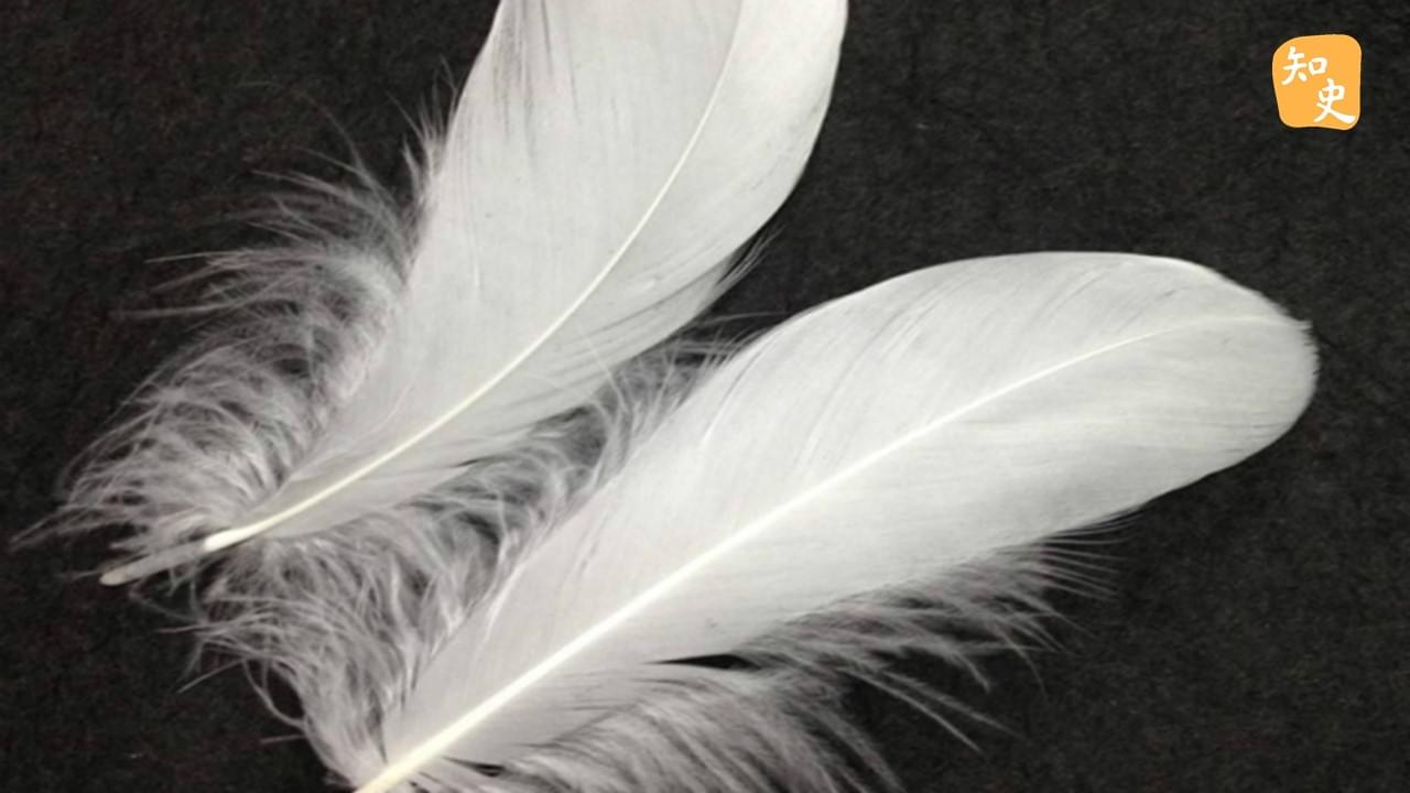 「千里送鵝毛」，古人為什麼要送鵝毛呢？