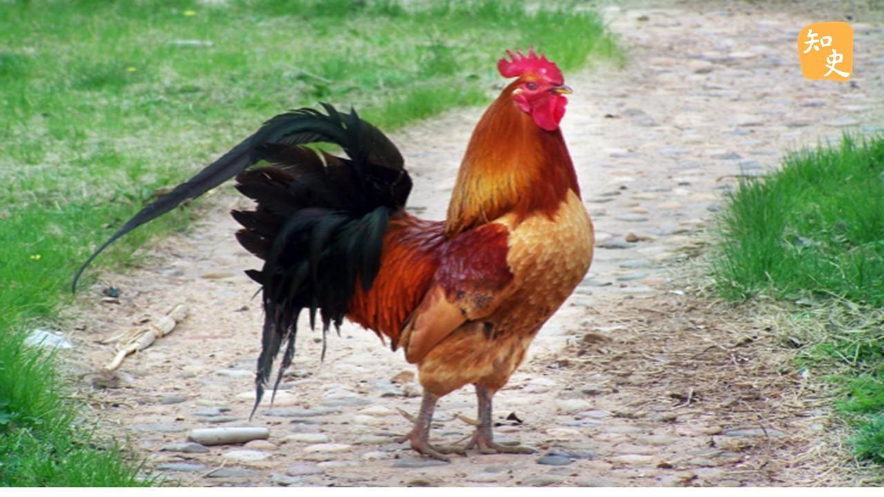 公雞打鳴報曉，但為什麼說「牝雞司晨」呢？