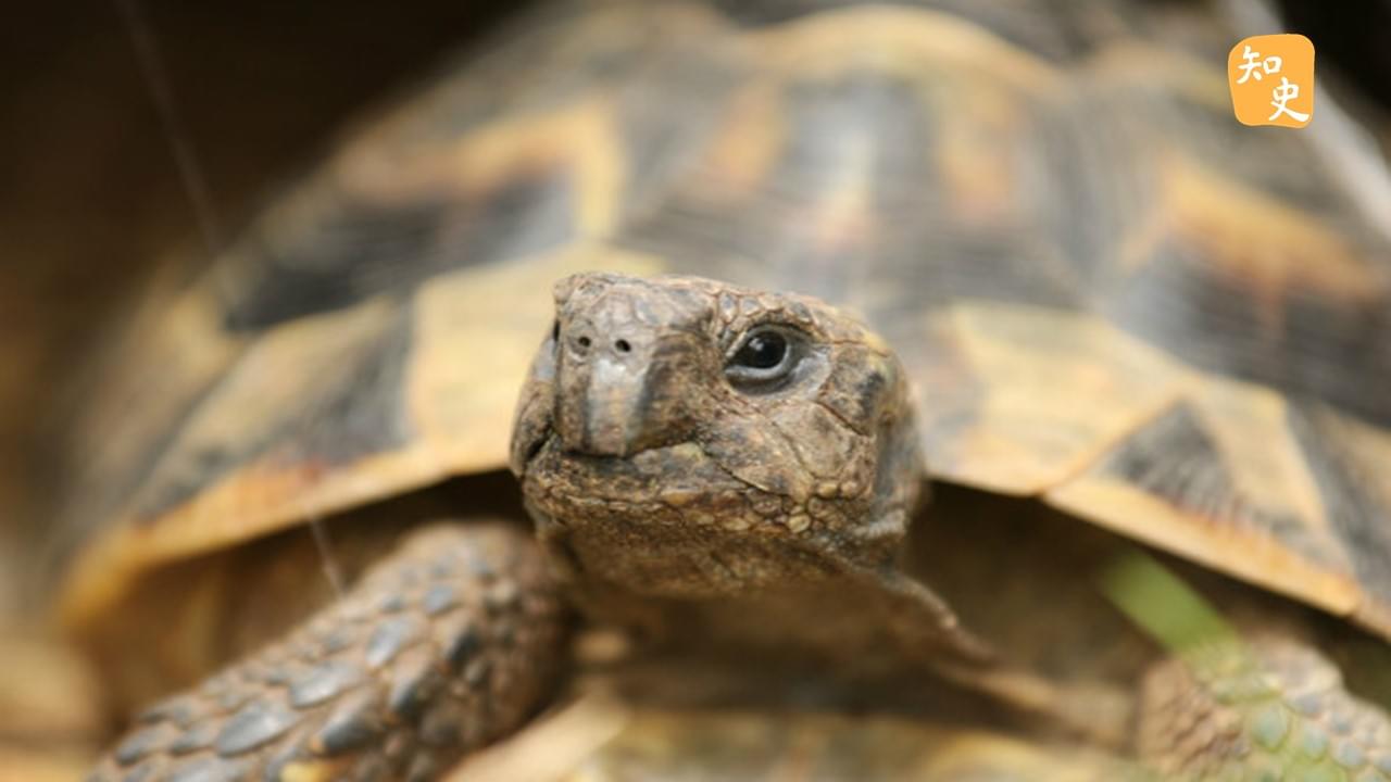 烏龜有預言神功嗎？